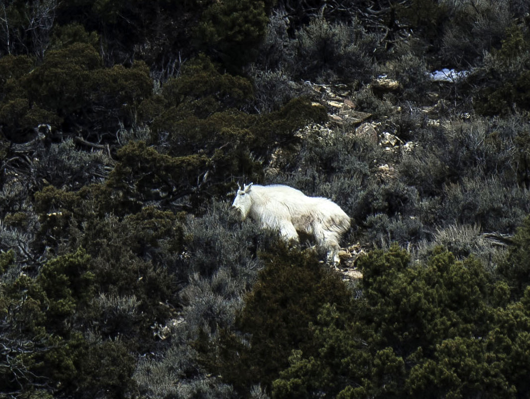 See tundra swans, mountain goats at DWR events