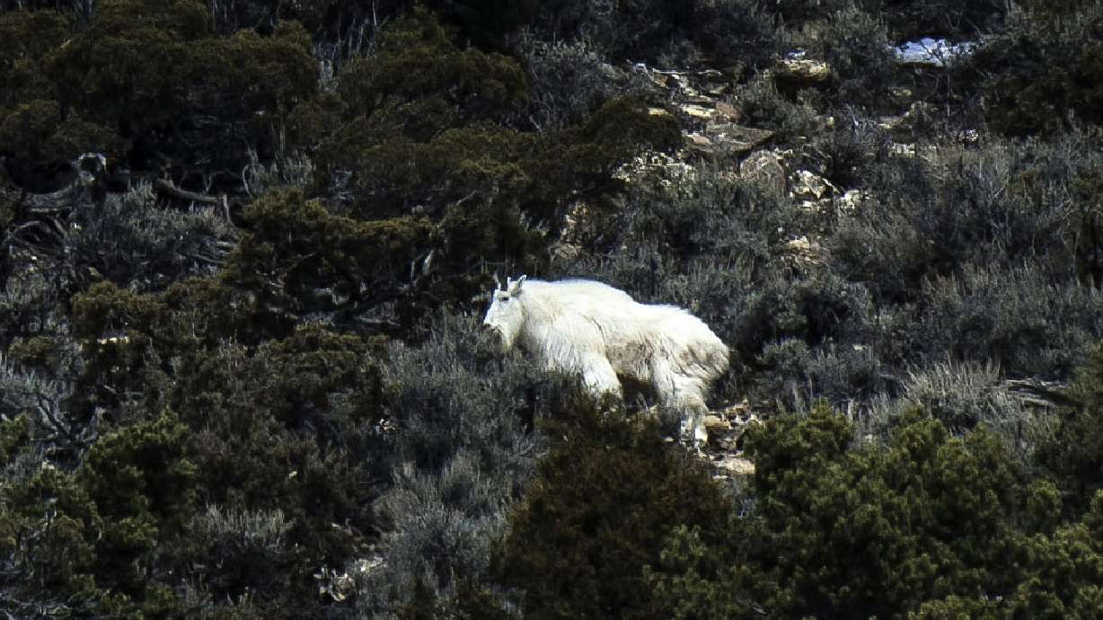 See tundra swans, mountain goats at DWR events