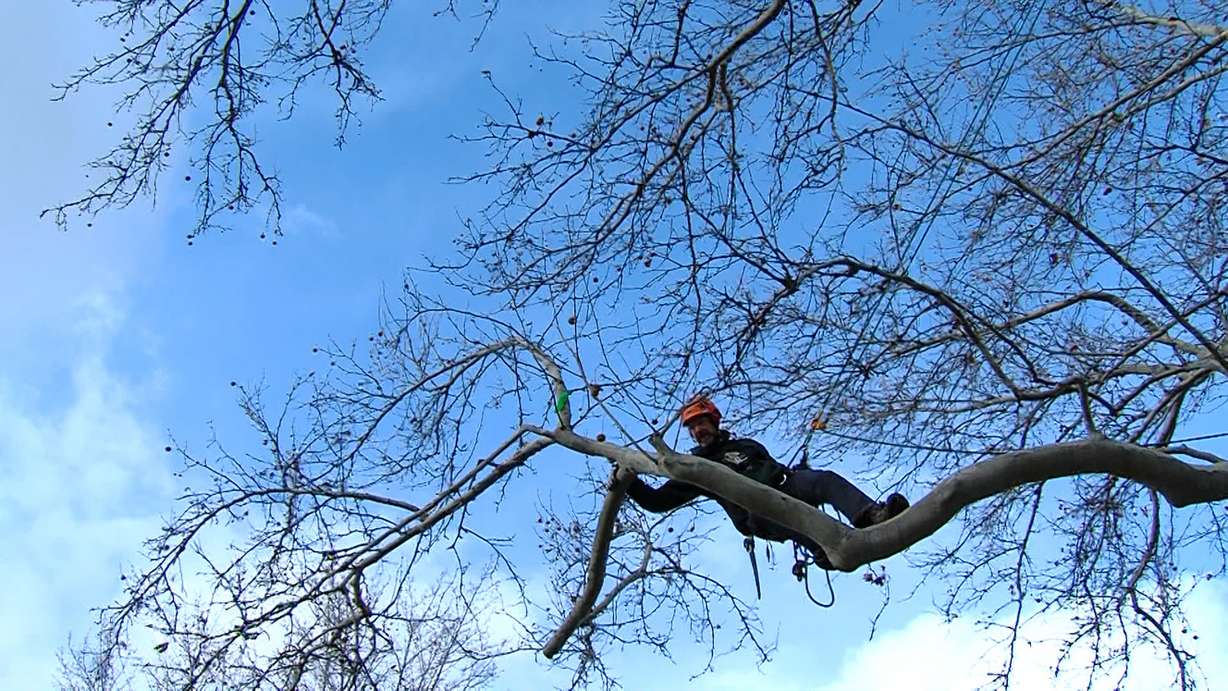 Mark Malmstrom practicing tree climbing in Logan. (Photo: Mike DeBernardo, KSL)