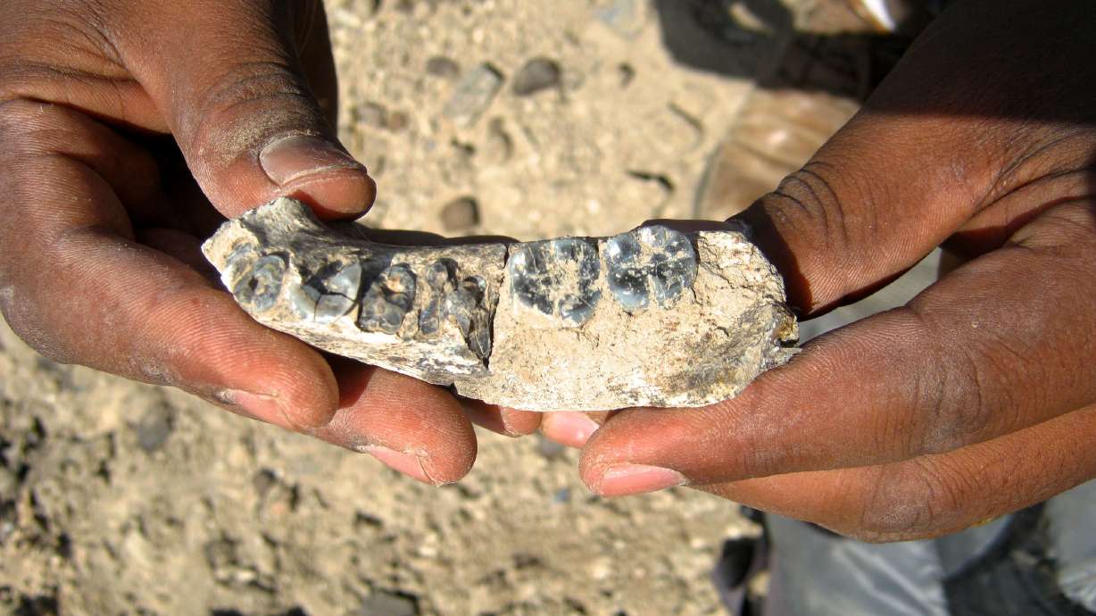 Fossil jaw sheds light on turning point in human evolution