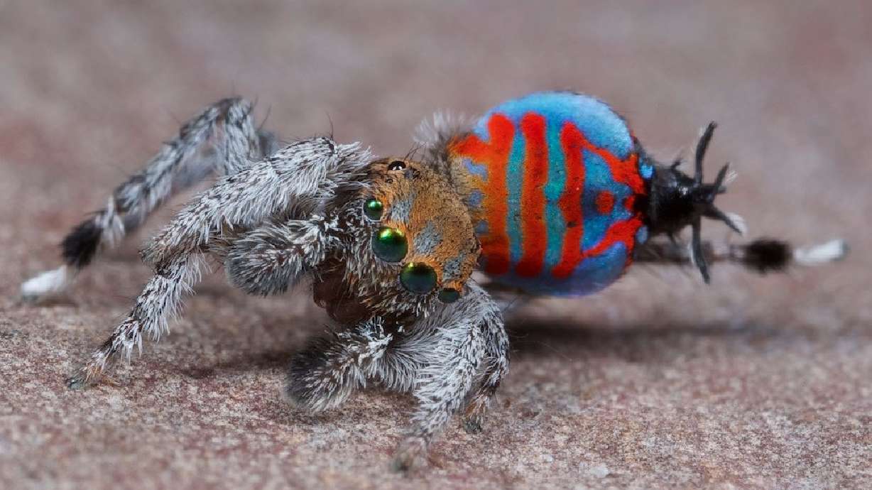 2 new spider species dubbed 'Sparklemuffin' and 'Skeletorus'