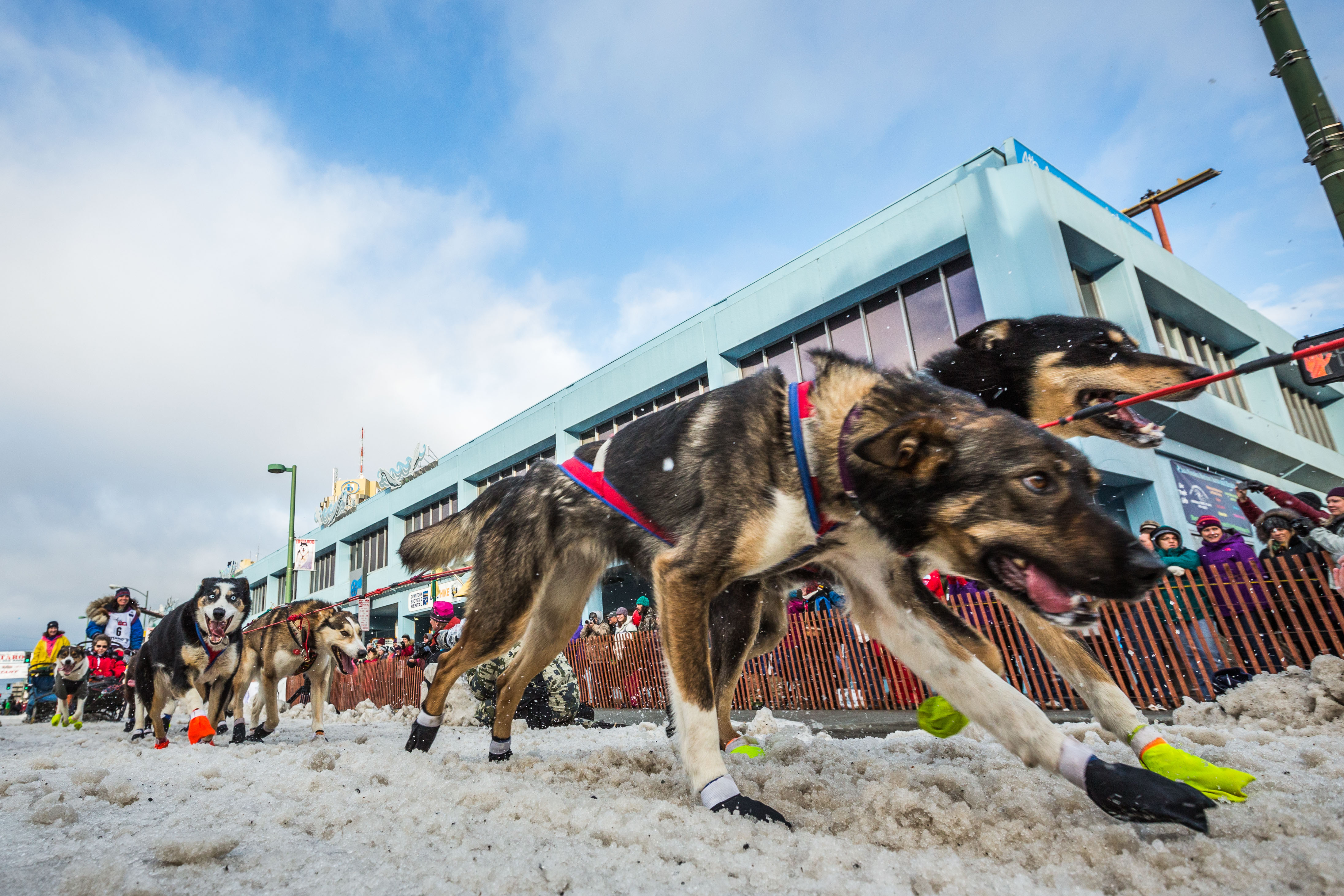 Mushers embark on new route across Alaska as Iditarod begins