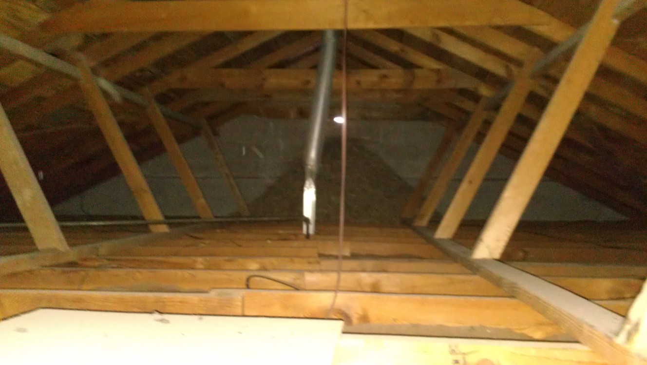 Attic Attack: When birds declare war on your family