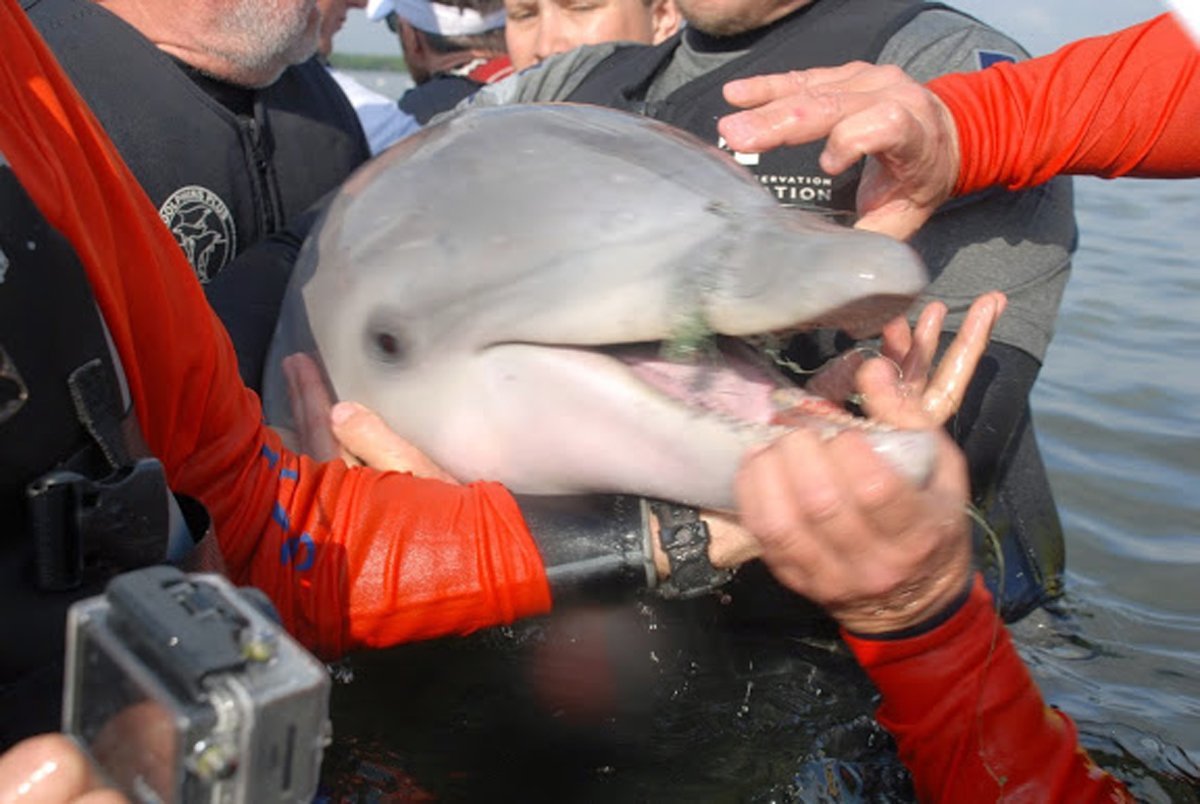 What it takes to rescue a baby dolphin