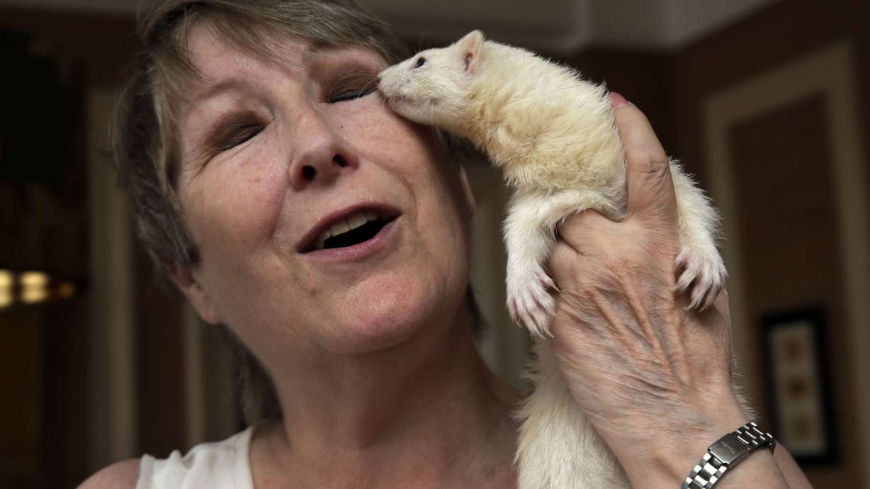 NYC ban on keeping ferrets as pets stays, health board rules