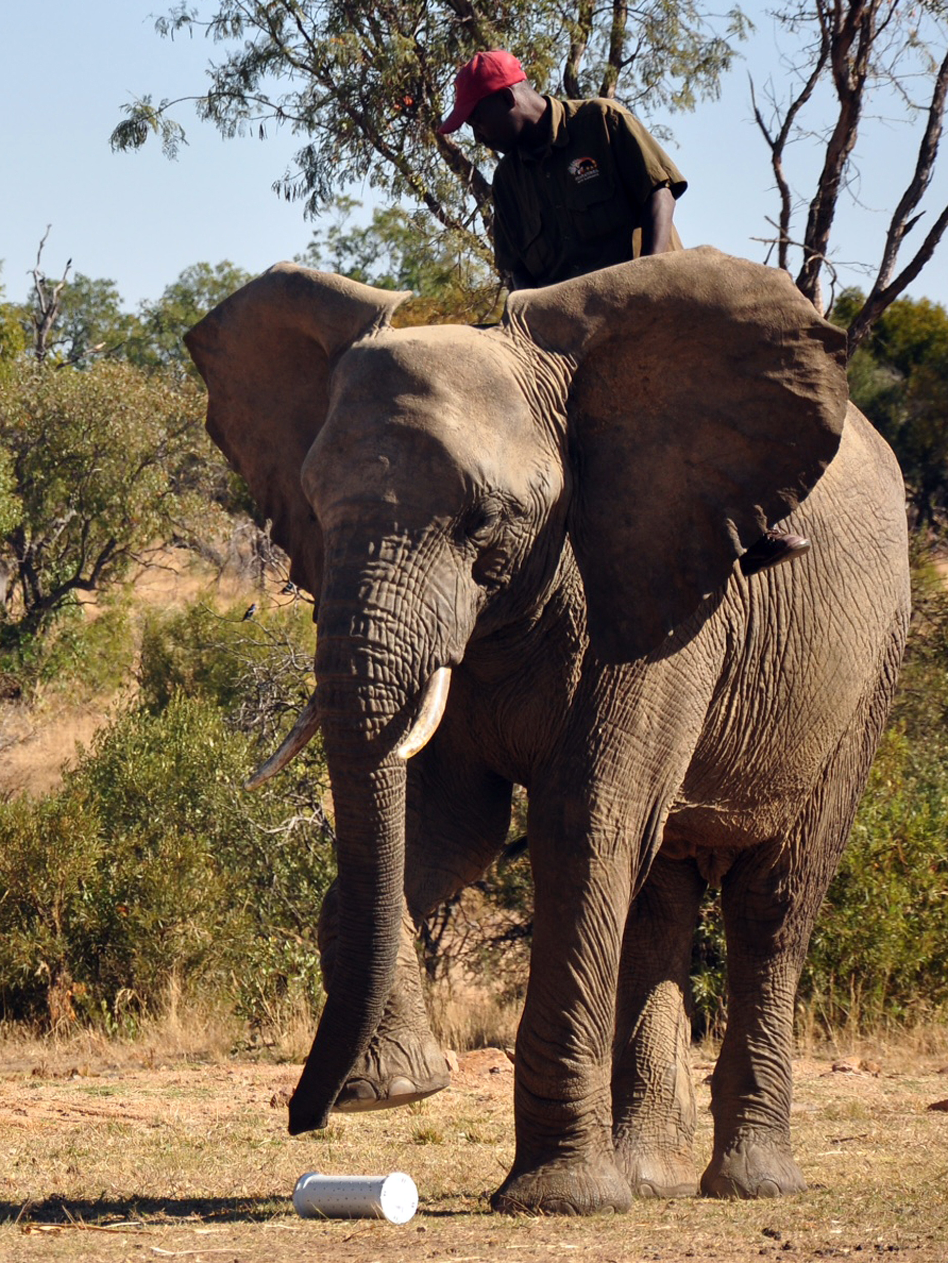 Bomb-sniffing elephants? Not so nutty, US Army says
