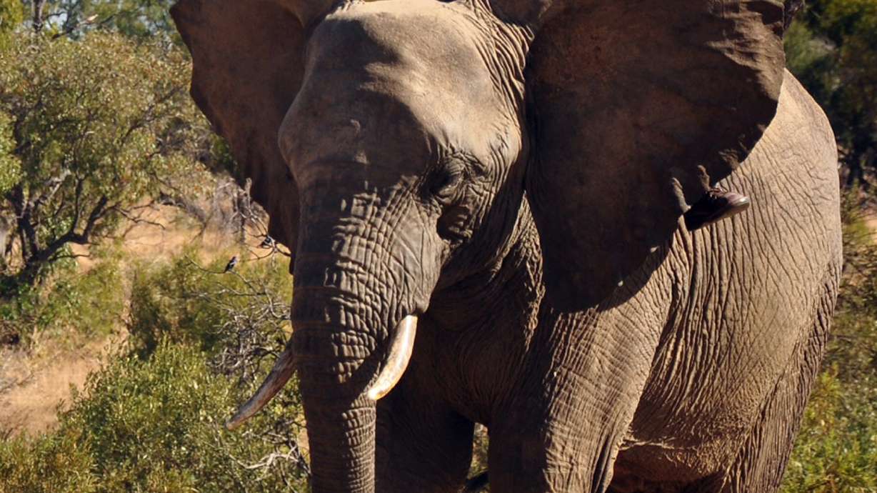 Bomb-sniffing elephants? Not so nutty, US Army says