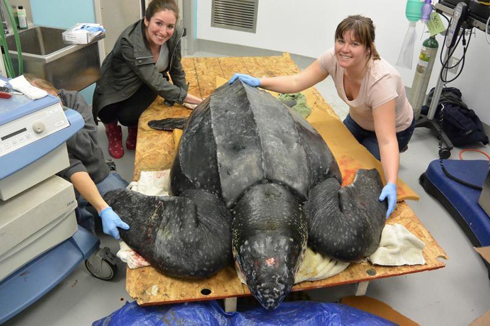 Rare 475-pound sea turtle rescued