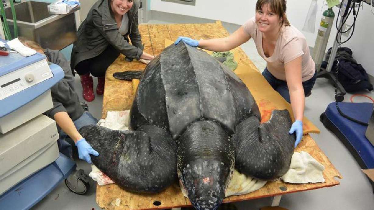 Rare 475-pound sea turtle rescued