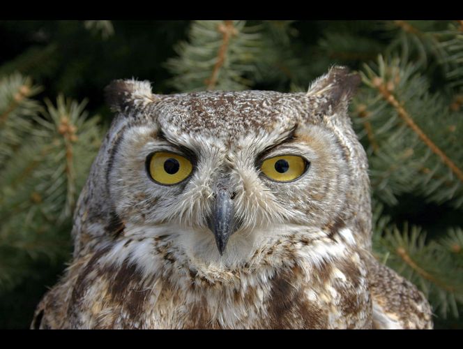 Evento gratuito invita a escuchar a las especies de búhos que viven en libertad en UT 