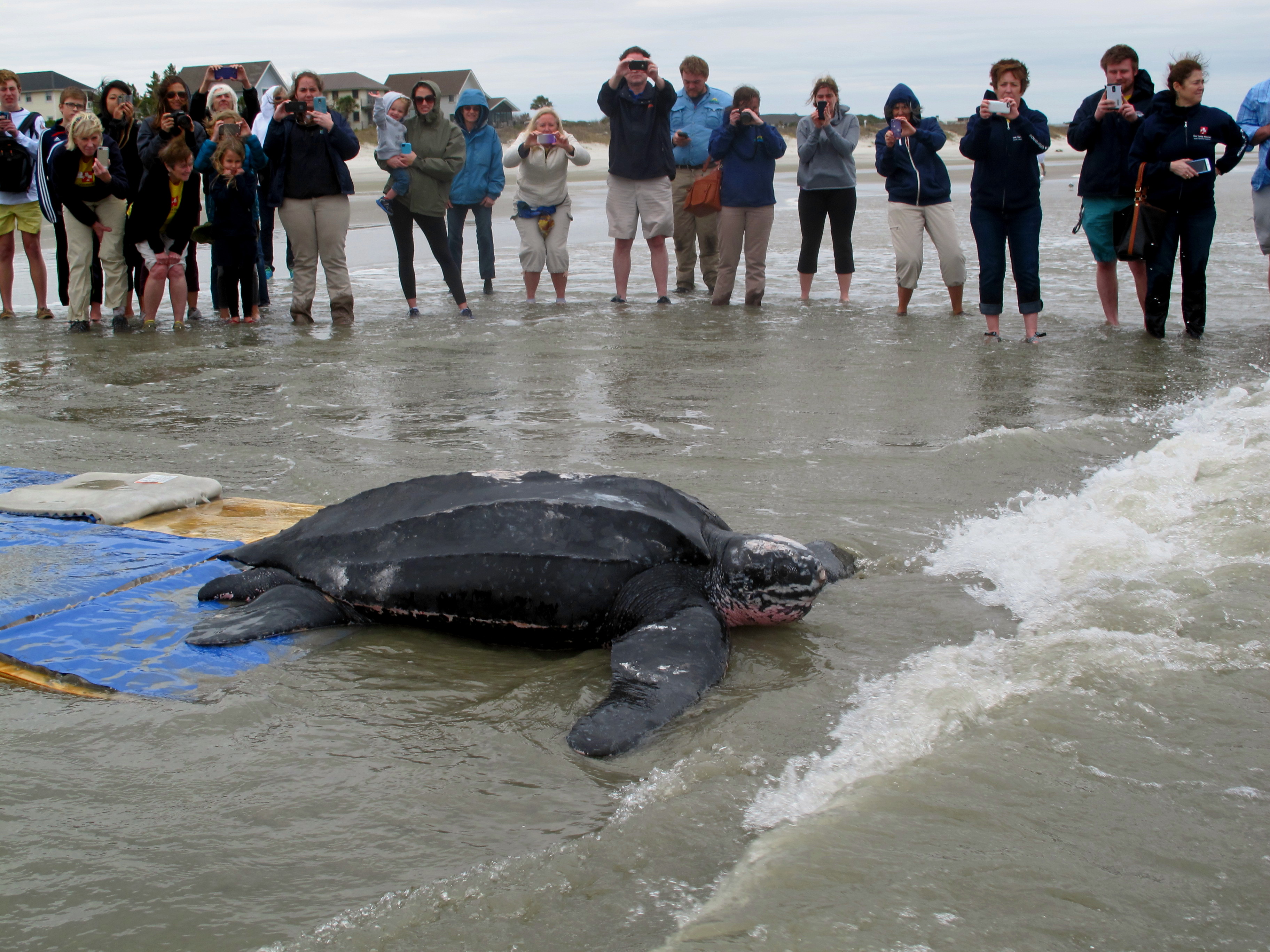 Rare 475-pound leatherback turtle released in SC