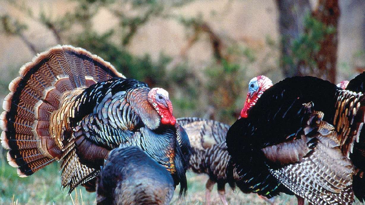 Learn how to hunt wild turkeys at DWR classes