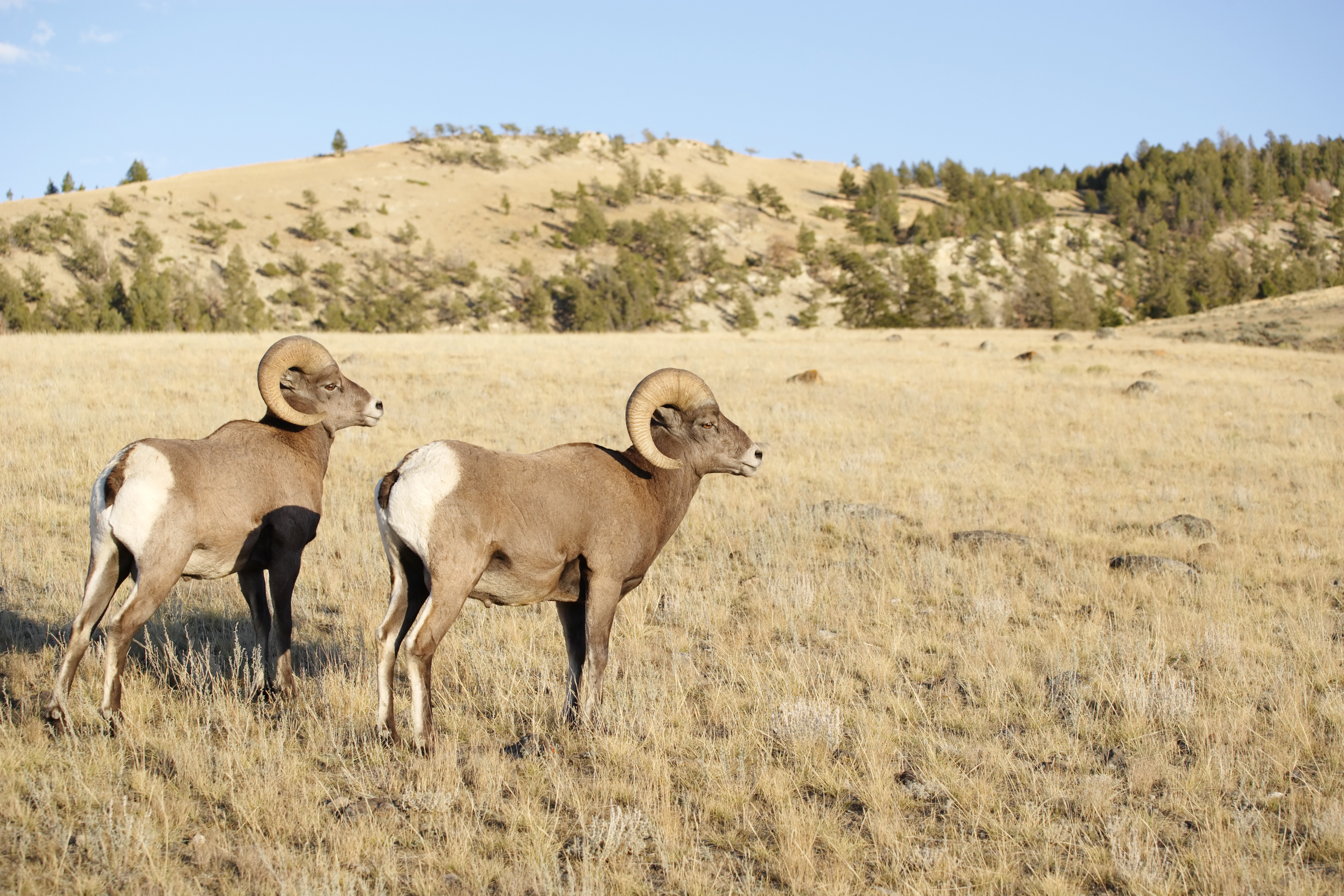 Group buys Idaho ranch to protect bighorn sheep habitat