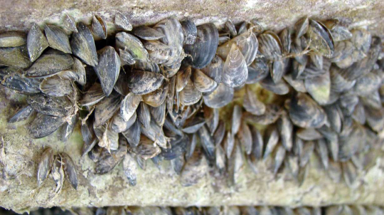 44 citations issued during Labor Day weekend due to quagga mussels in Lake Powell