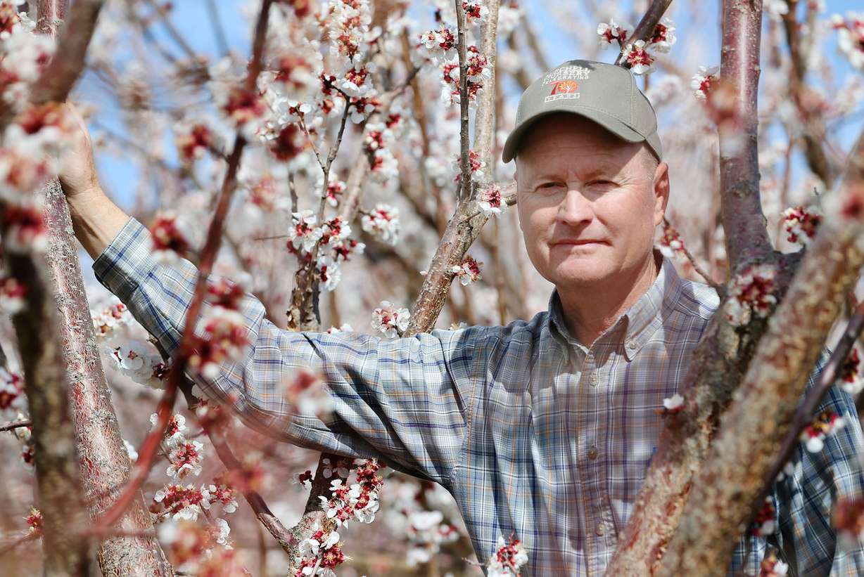 Jeff Mitchell, owner of Mitchell's Majestic Apples in American Fork, shows off his fruit farm Tuesday, March 17, 2015, as blossoms on his apricot trees bloom. (Photo: Scott G Winterton, Deseret News)