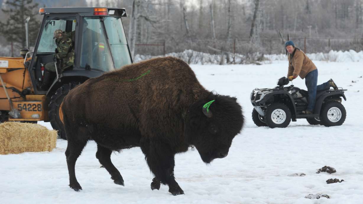 Alaska prepares for wood bison return after a century