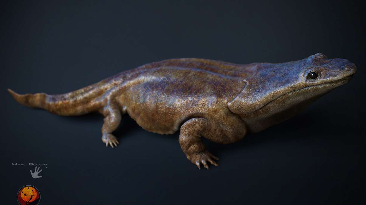 Researchers find fossil of 'Super Salamander' species