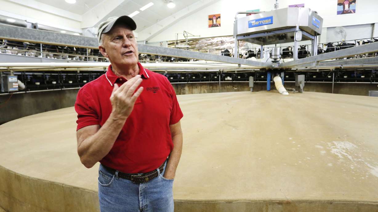 Dairy farms asked to consider breeding no-horn cows