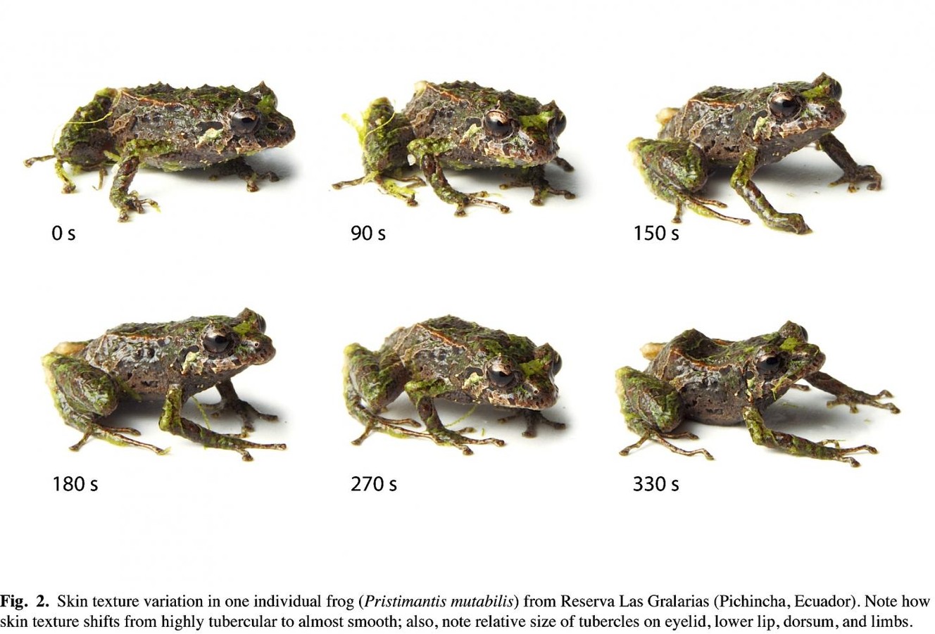 'Punk rocker' frog shape-shifts from smooth to spiky