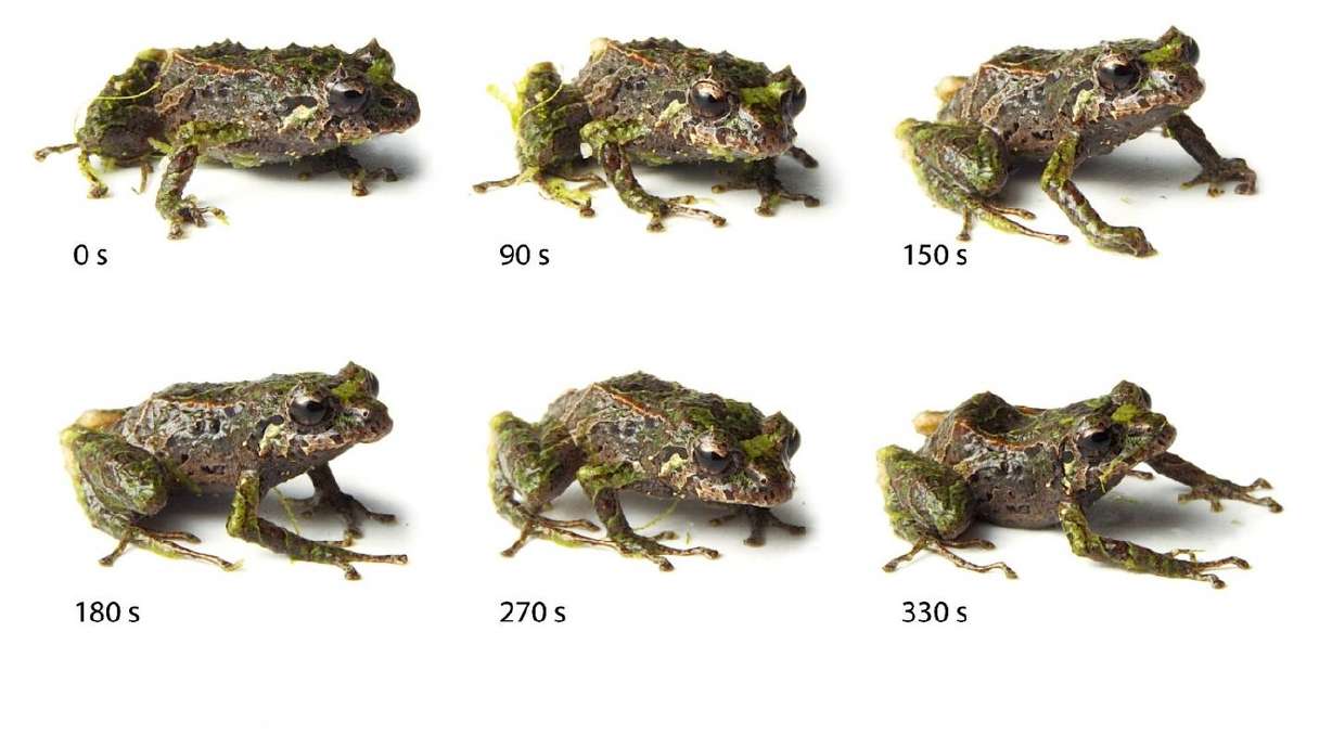 'Punk rocker' frog shape-shifts from smooth to spiky