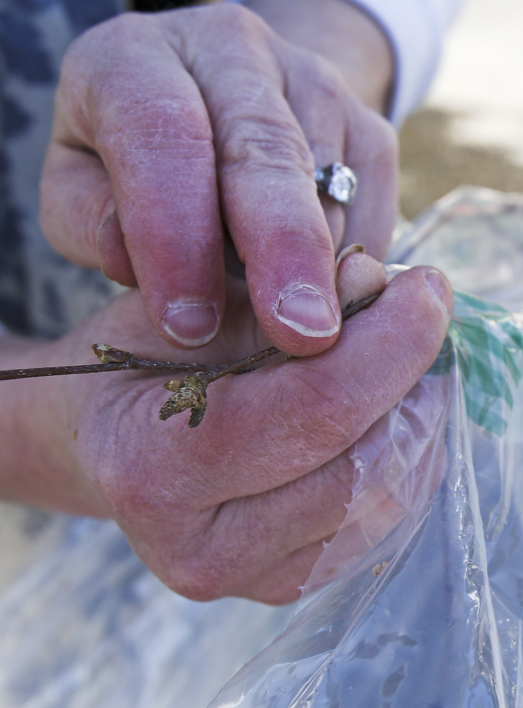 Ideal growing conditions lead to Fairbanks birch seed boom
