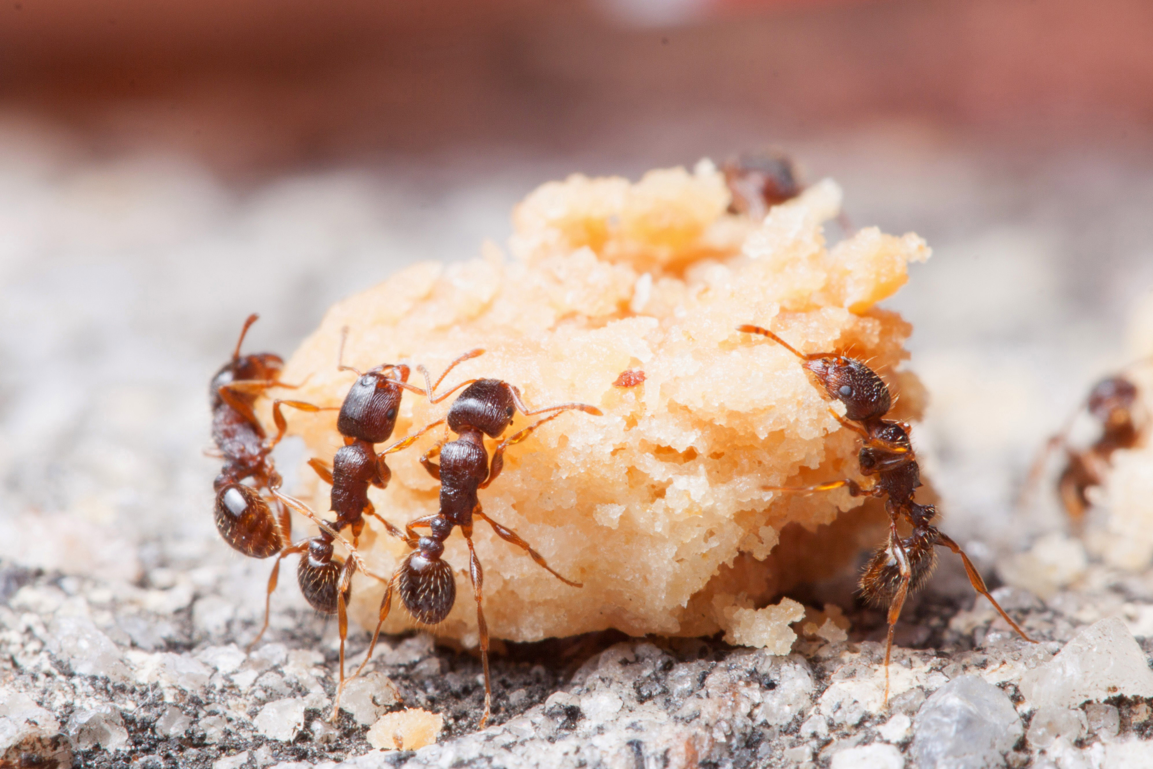 Study: Some ants have more taste for human food than others