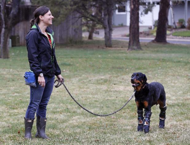Perro recibe prótesis en las cuatro patas