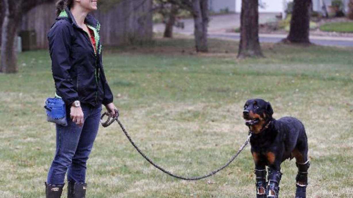 Perro recibe prótesis en las cuatro patas