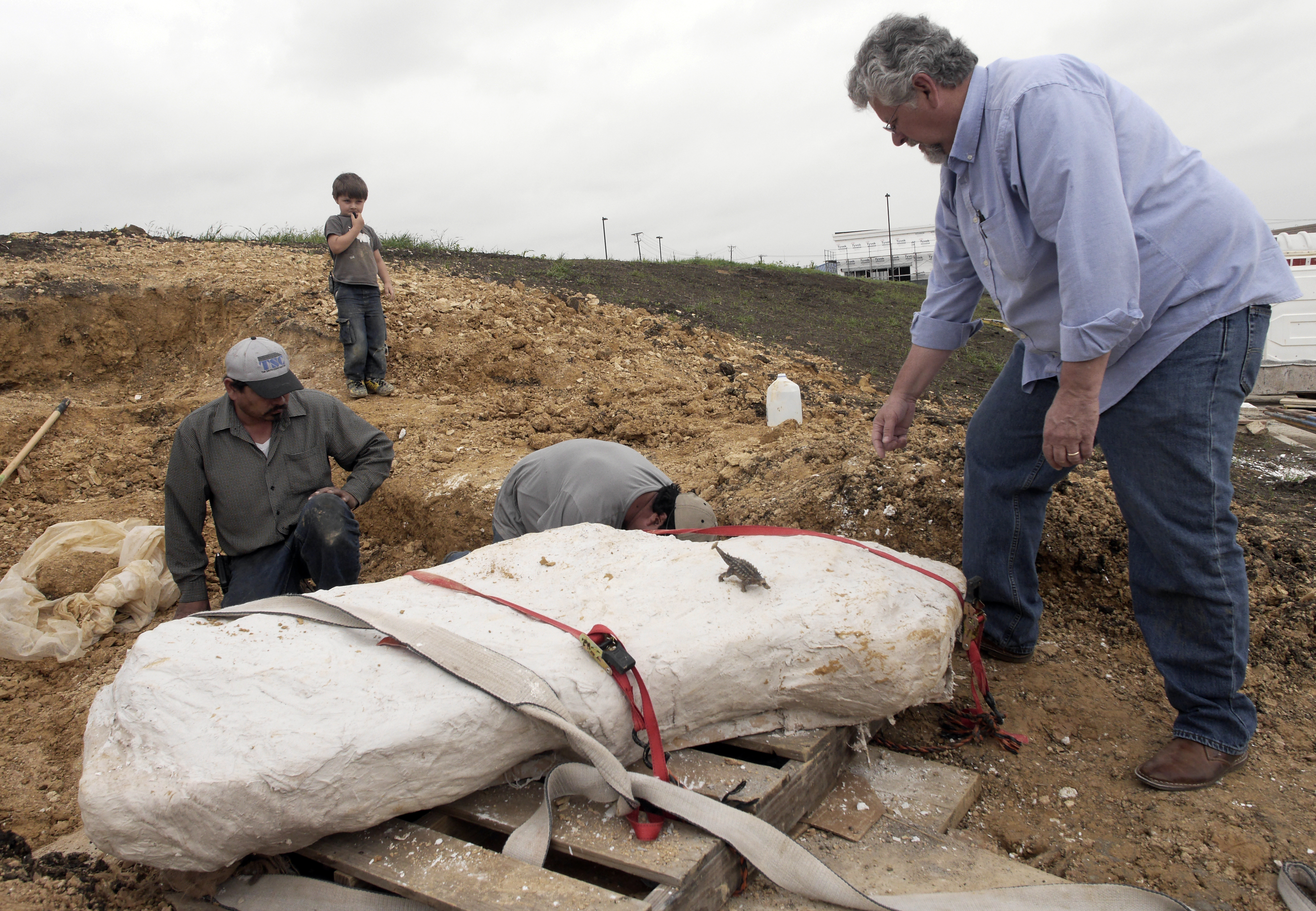 Wylie Brys, 5, background, watches as SMU's Michael Polcyn, right foreground, supervises the removal of a dinosaur bones encased plaster from Mansfield, Texas, Tuesday April 7, 2015. Wylie and his father,Tim Brys, with the Dallas Zoo, were fossil hunting when Wylie found the fossilized bones of a nodosaur. Southern Methodist University scientists helped Brys and son excavate the fossil. (AP Photo/The Dallas Morning NewsRon Baselice)
