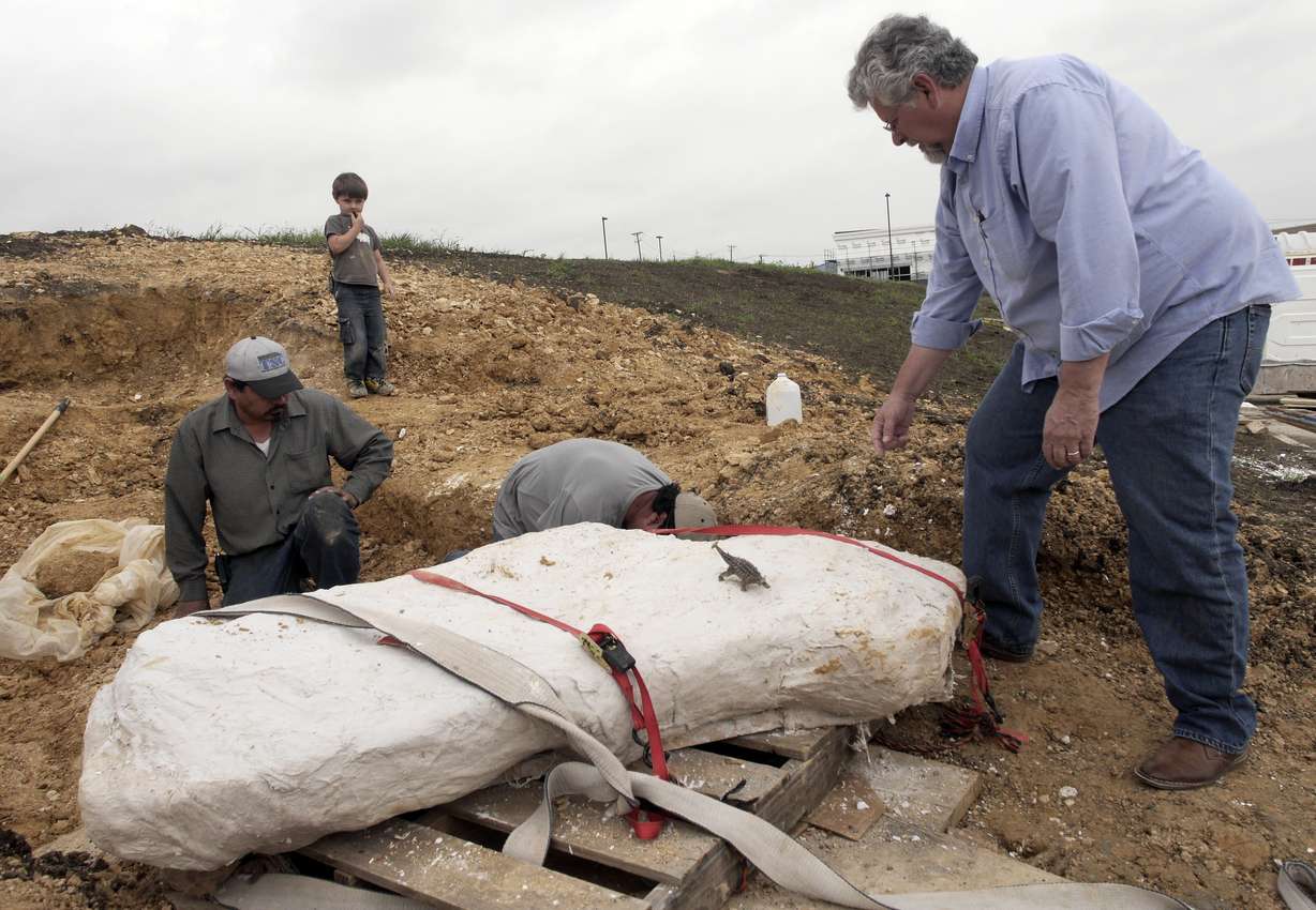 Wylie Brys, 5, background, watches as SMU's Michael Polcyn, right foreground, supervises the removal of a dinosaur bones encased plaster from Mansfield, Texas, Tuesday April 7, 2015. Wylie and his father,Tim Brys, with the Dallas Zoo, were fossil hunting when Wylie found the fossilized bones of a nodosaur. Southern Methodist University scientists helped Brys and son excavate the fossil. (AP Photo/The Dallas Morning NewsRon Baselice)