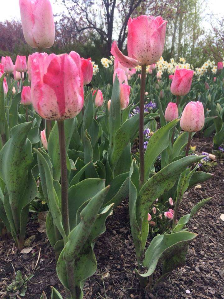 The festival features more than 250,000 tulips. (Photo: Jen Jacobson)