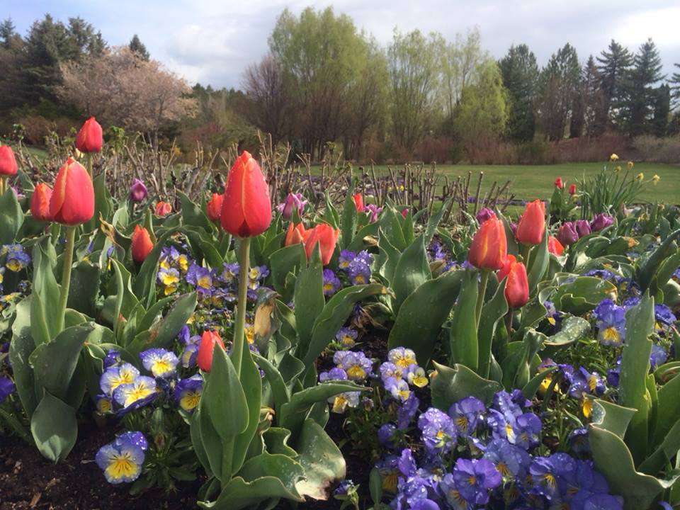 The Tulip Festival showcases hundreds of thousands of other flowers as well as tulips. (Photo: Jen Jacobson)