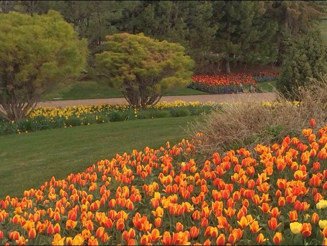 El festival de tulipanes más hermoso del mundo abre sus puertas en UT 