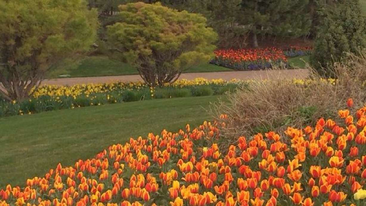 El festival de tulipanes más hermoso del mundo abre sus puertas en UT