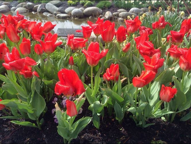 El festival de tulipanes más hermoso del mundo abre sus puertas en UT 