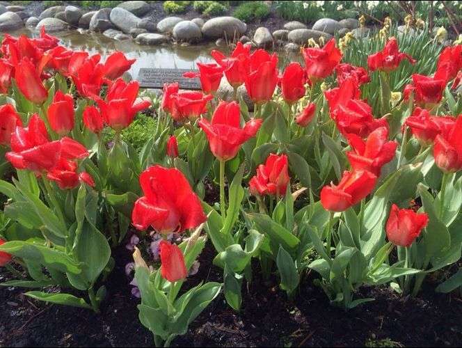 El festival de tulipanes más hermoso del mundo abre sus puertas en UT