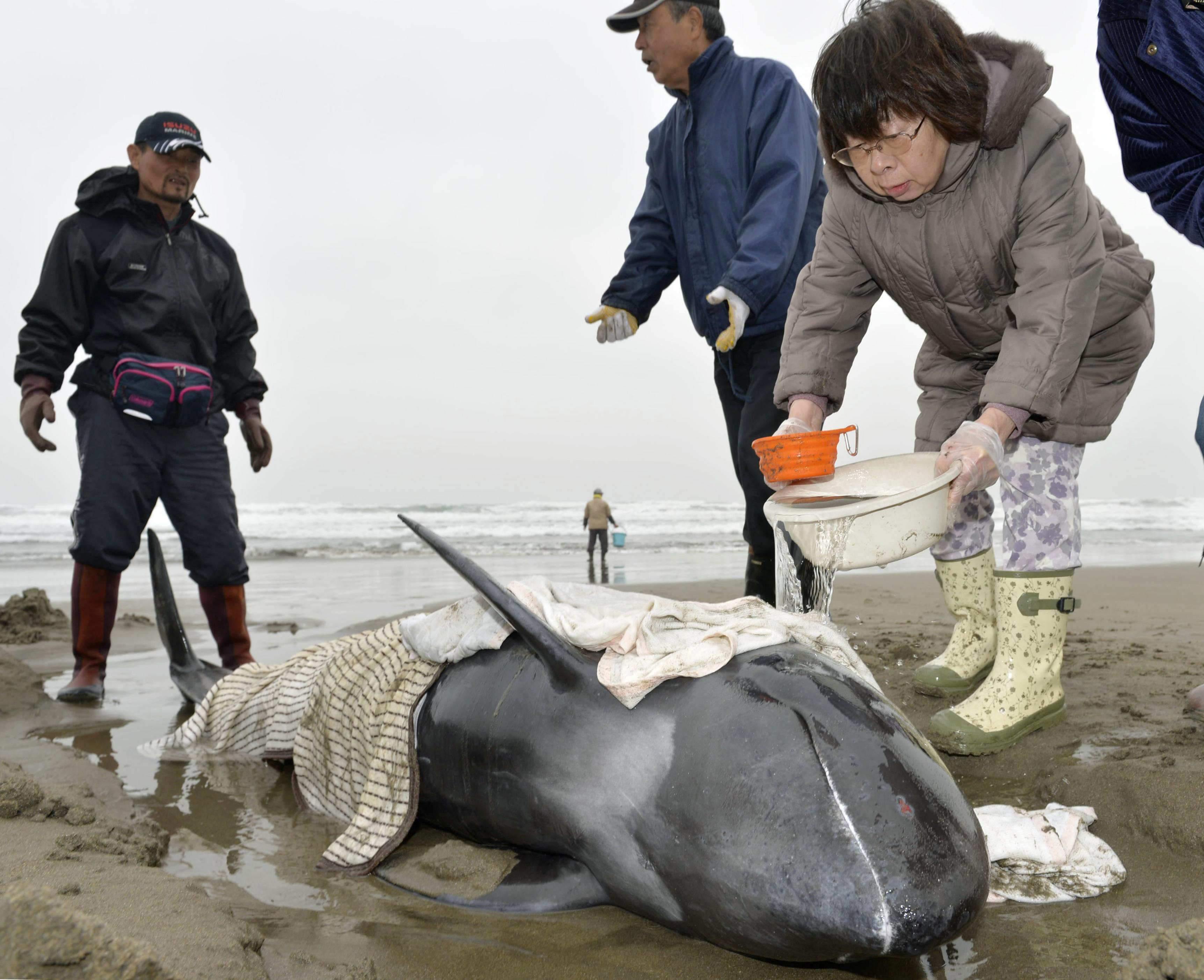 3 dolphins rescued after large group strands on Japan coast