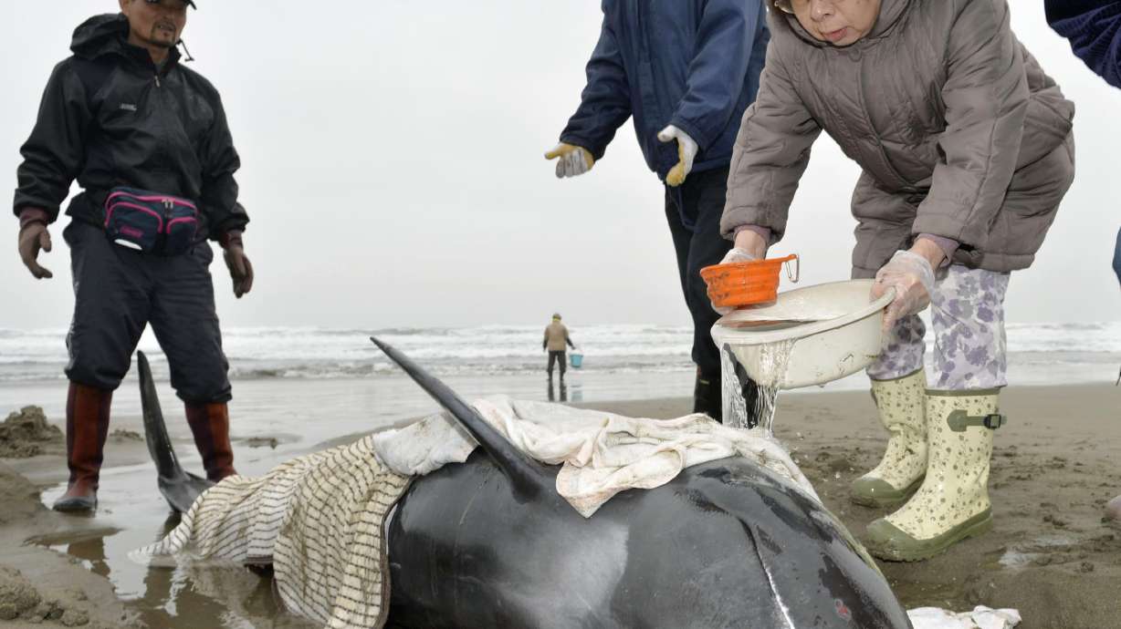 3 dolphins rescued after large group strands on Japan coast
