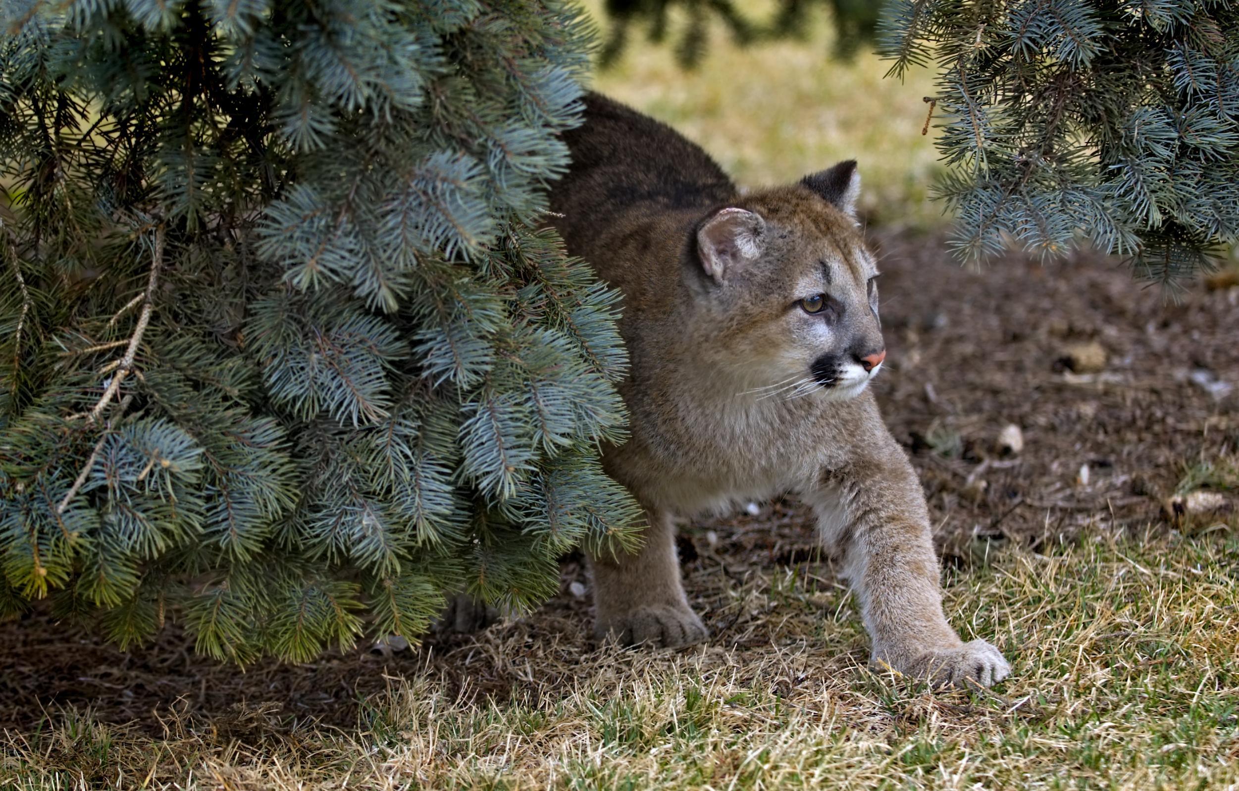 Young mountain lion near Utah elementary school captured, released