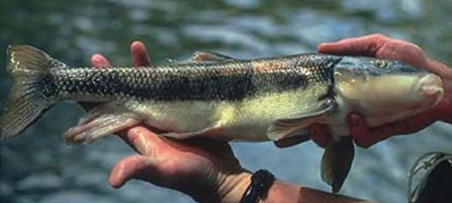 Plan would help endangered fish at Utah Lake