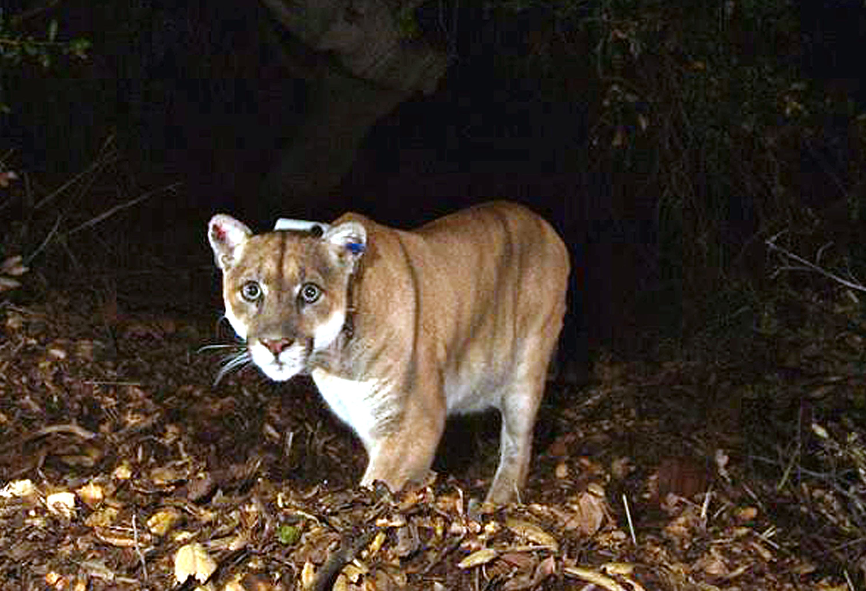 Elusive mountain lion captivates LA then quickly vanishes