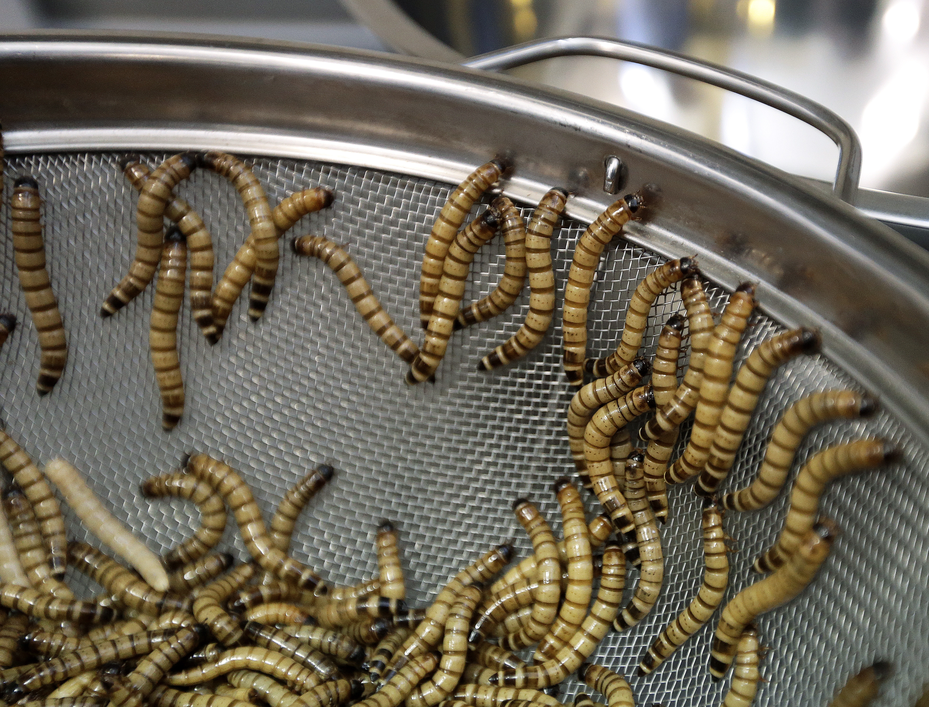 'Entopreneurs' feed growing appetite for edible insects