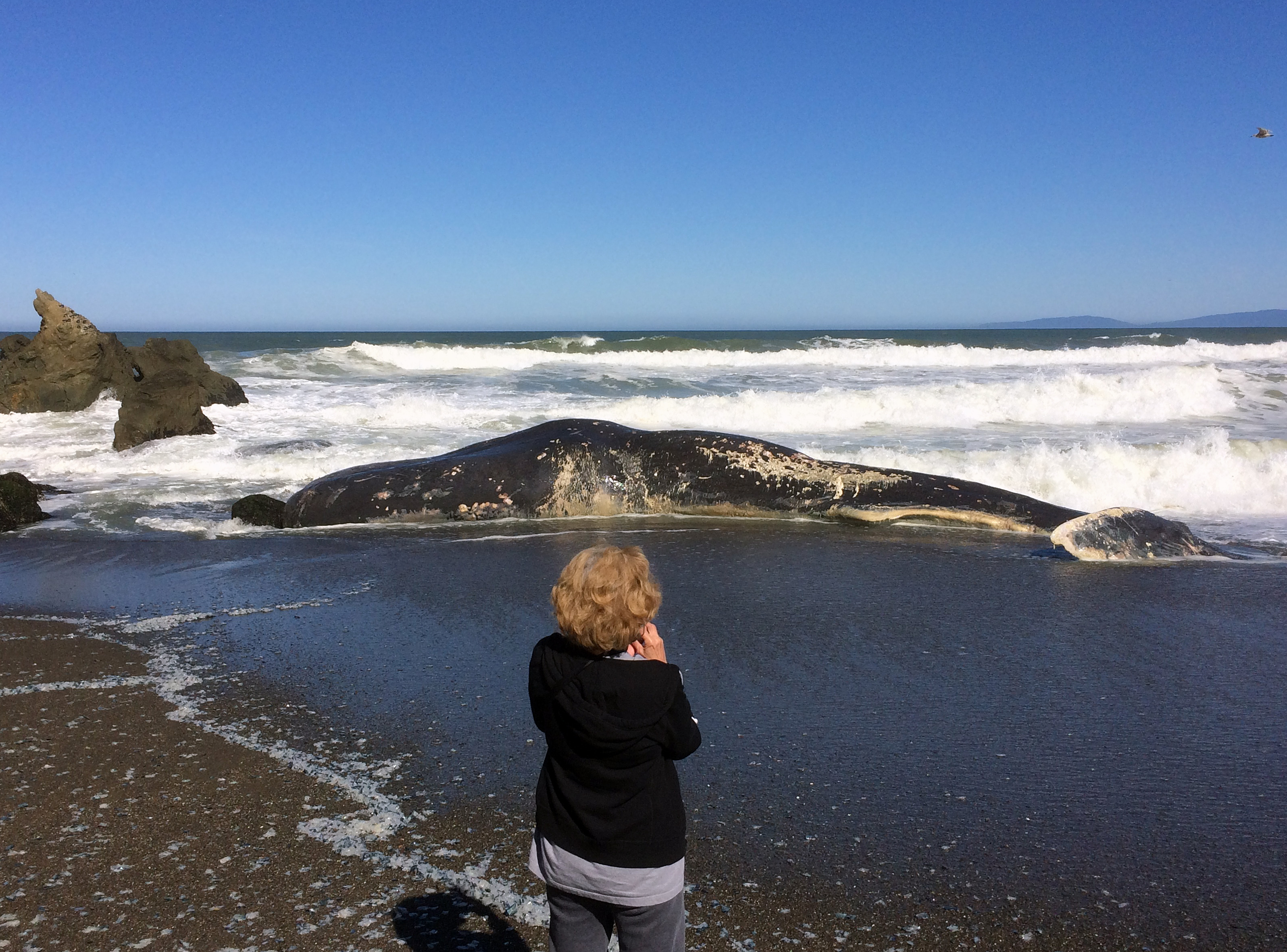 Experts remove whale carcass near San Francisco