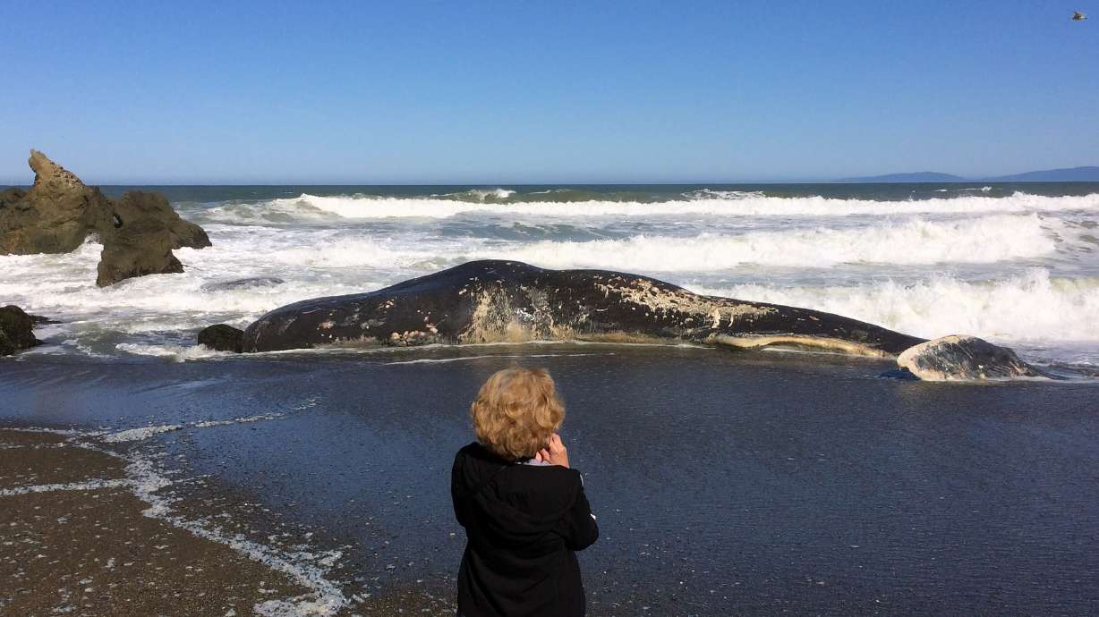 Experts remove whale carcass near San Francisco