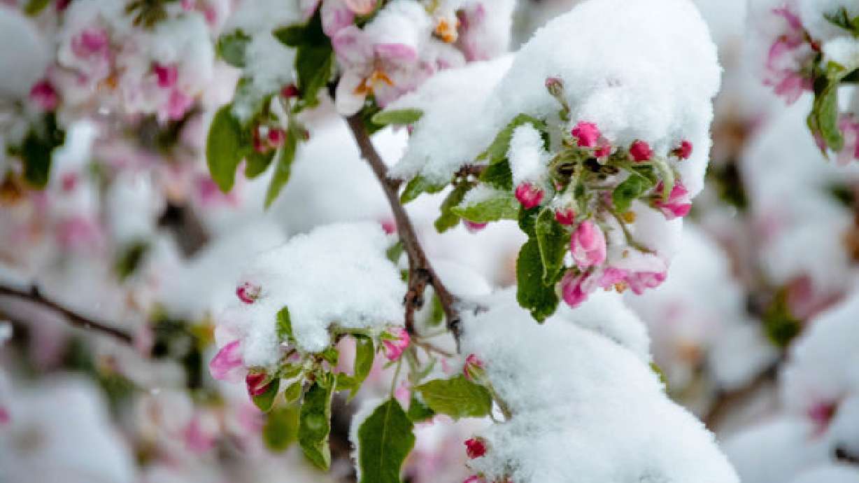 Galería de fotos proporcionadas por los pobladores de UT luego de la tormenta de nieve de primavera