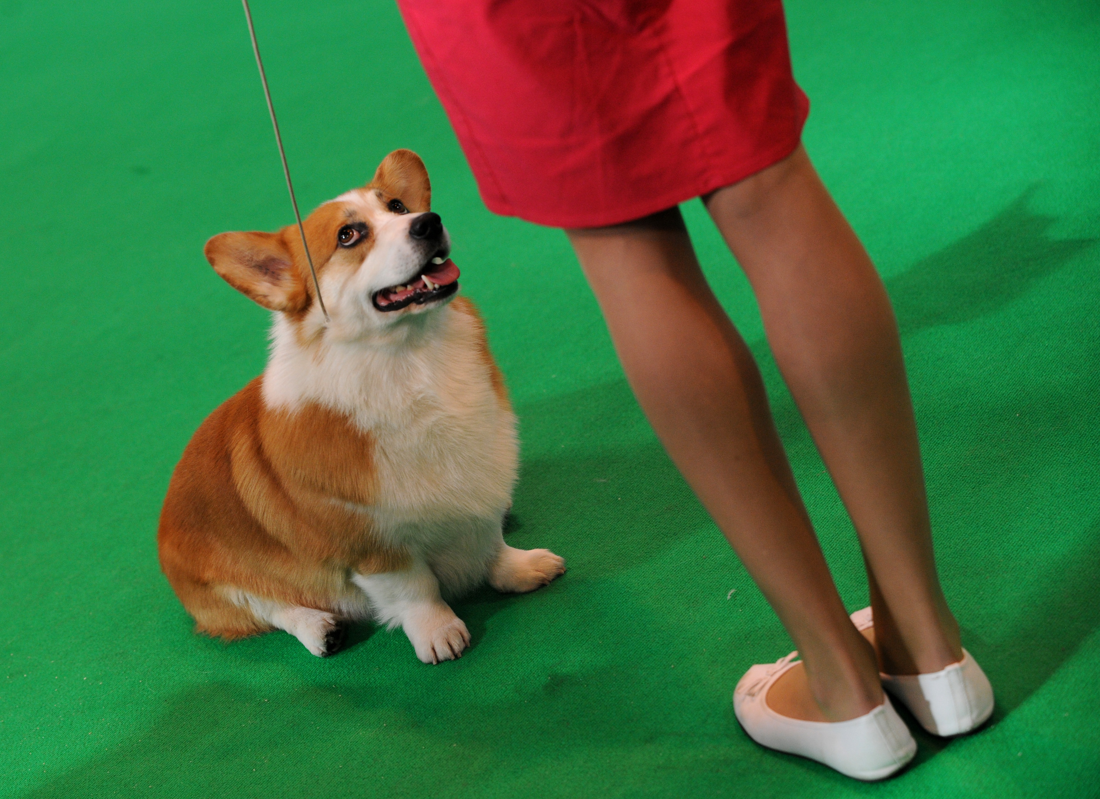 Those puppy eyes can help a dog bond with owner