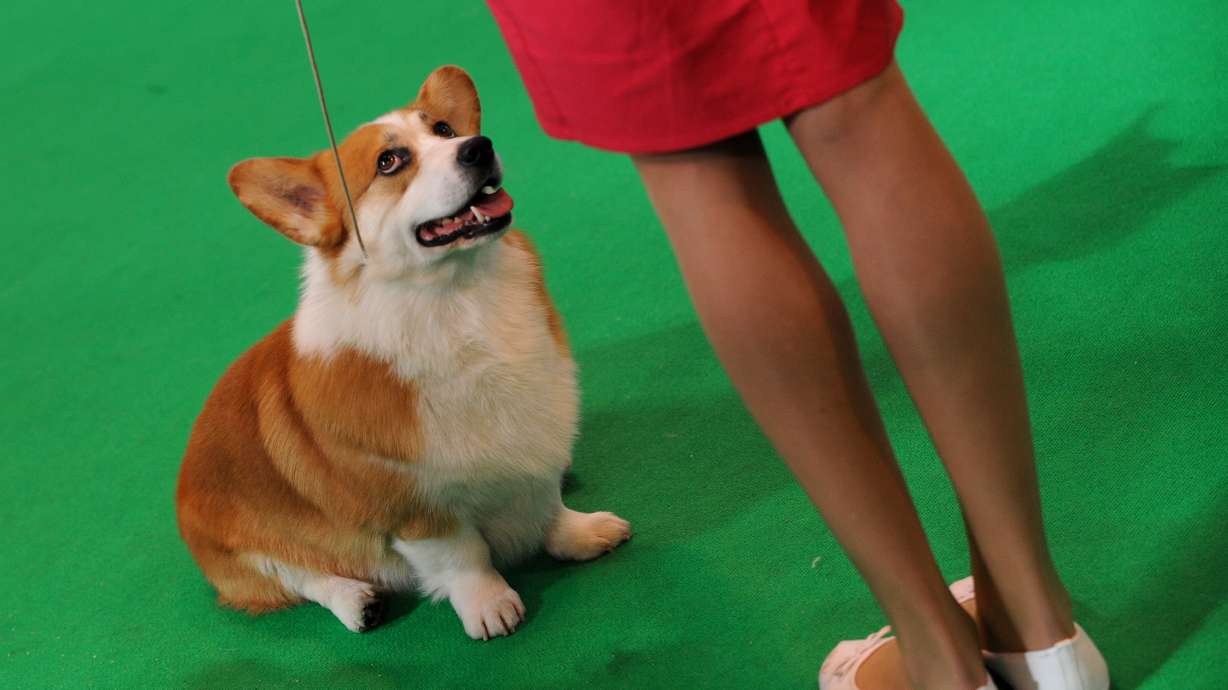 Those puppy eyes can help a dog bond with owner