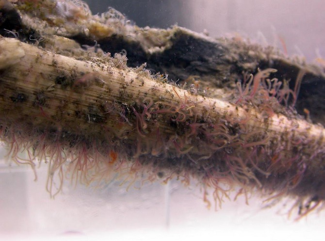 'Zombie worms' feasted on ancient bones, study says