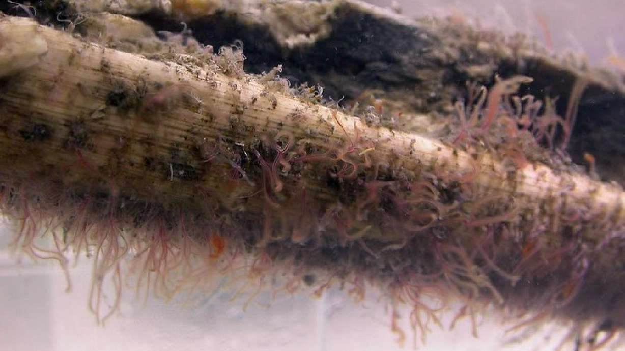 'Zombie worms' feasted on ancient bones, study says
