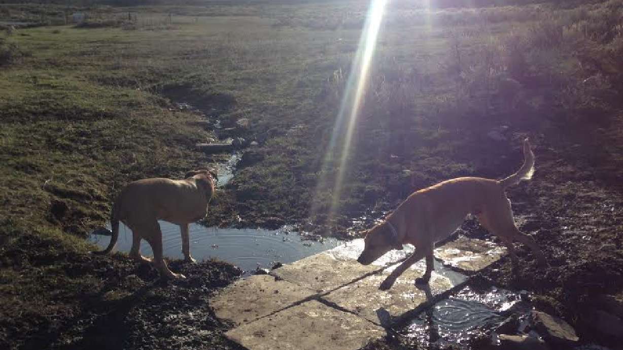 Kimball Junction offers off-leash hiking trail for dogs